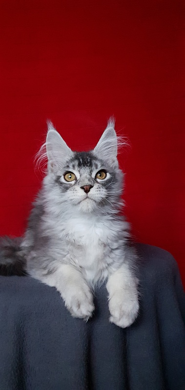 Boss Cat Akbars - Kitten maine-coon 4.5 months