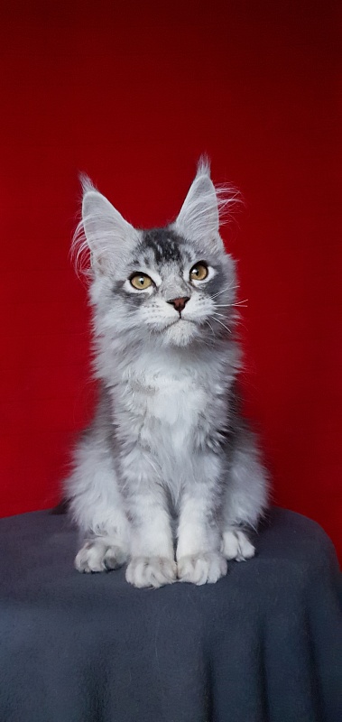 Boss Cat Akbars - Kitten maine-coon 4.5 months