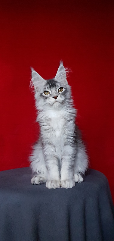 Boss Cat Akbars - Kitten maine-coon 4.5 months