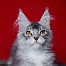 Boss Cat  Akbars