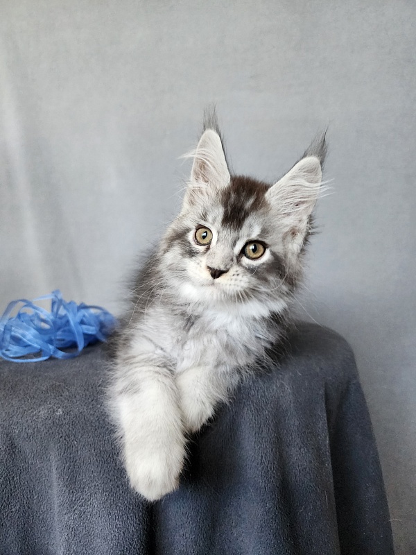Boss Cat Akbars - Kitten maine-coon 2 months 1 week