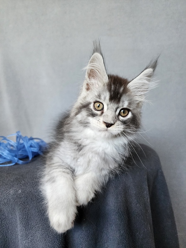 Boss Cat Akbars - Kitten maine-coon 2 months 1 week