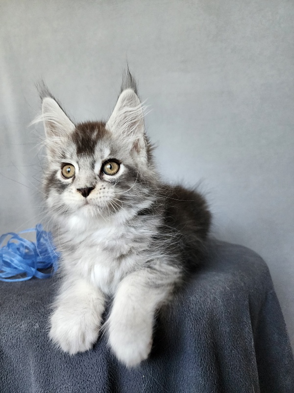 Boss Cat Akbars - Kitten maine-coon 2 months 1 week