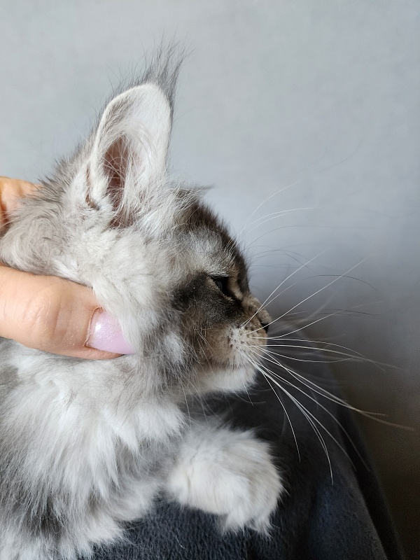 Boss Cat Akbars - Kitten maine-coon 2 months 1 week