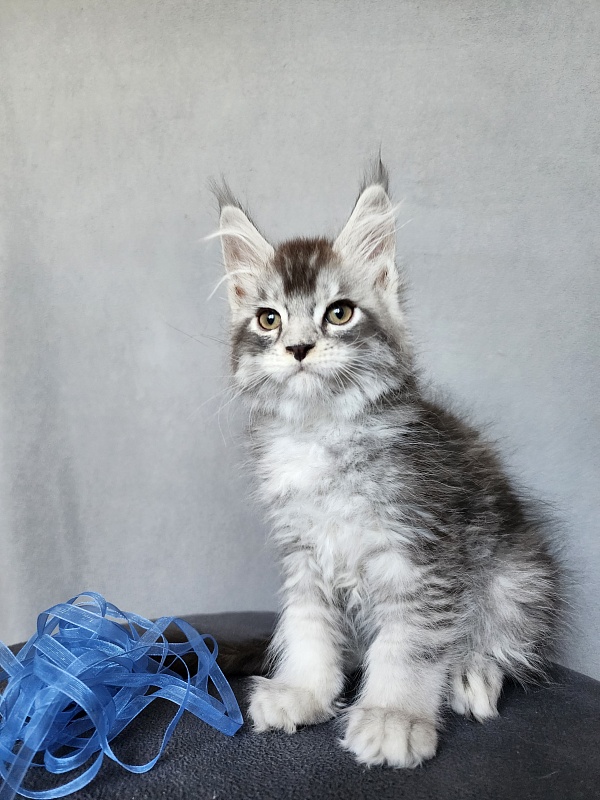 Boss Cat Akbars - Kitten maine-coon 2 months 1 week