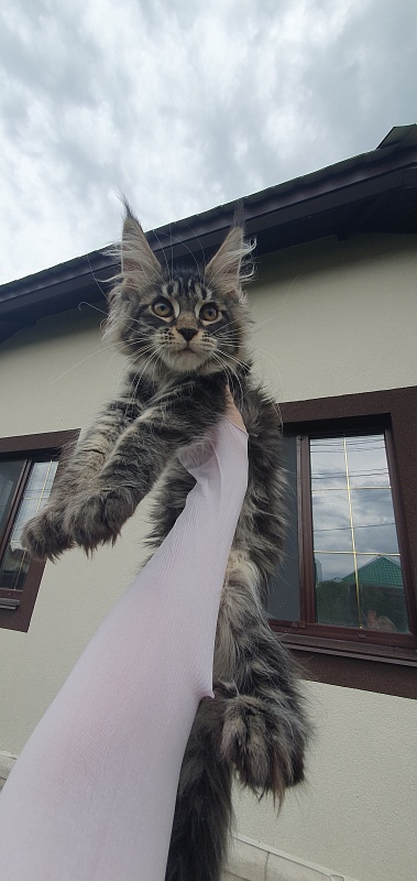 Bel-Аmy Akbars - Котенок мейн-кун 3 месяца 1,5 неделя