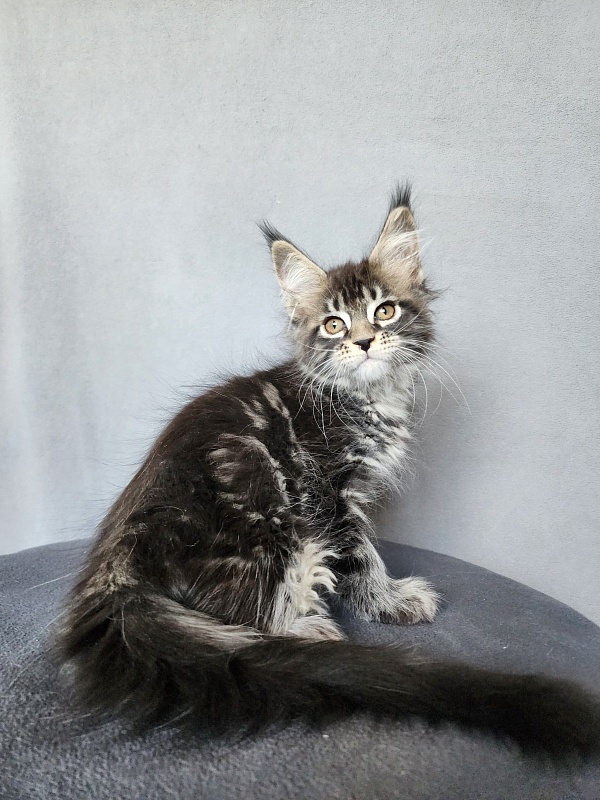 Bel-Аmy Akbars - Котенок мейн-кун 2 месяца 1 неделя