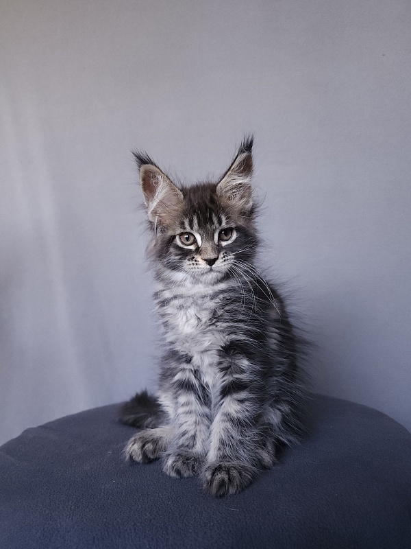 Bel-Аmy Akbars - Котенок мейн-кун 2 месяца 1 неделя