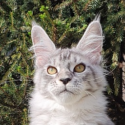 Betsy Cat Akbars