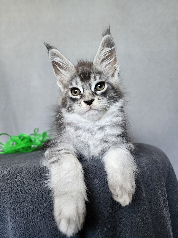 Betsy Cat Akbars - Kitten maine-coon 2 months 1 week