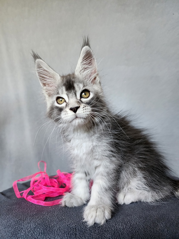 Brilla Akbars - Kitten maine-coon 2 months 1 week