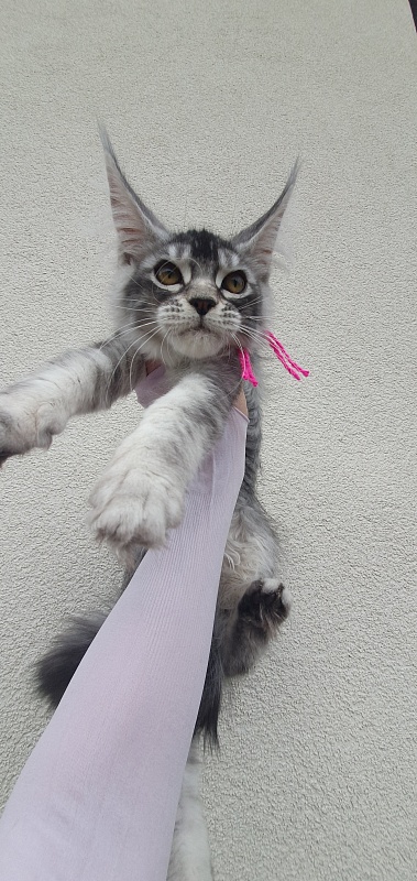 Brilla Akbars - Kitten maine-coon 3 months 1.5 week
