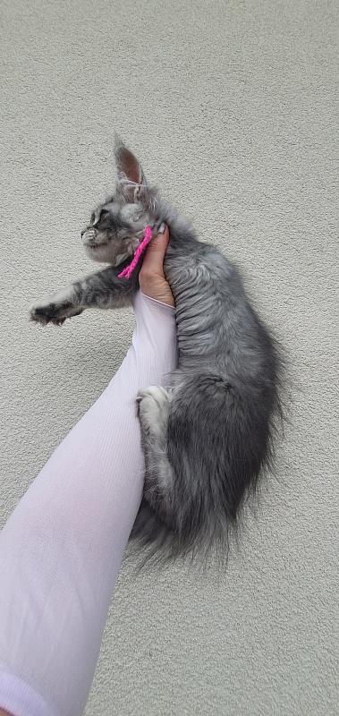 Brilla Akbars - Kitten maine-coon 3 months 1.5 week