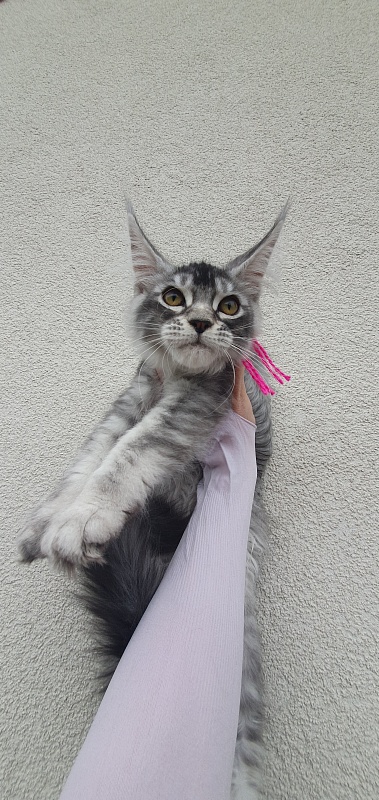 Brilla Akbars - Kitten maine-coon 3 months 1.5 week