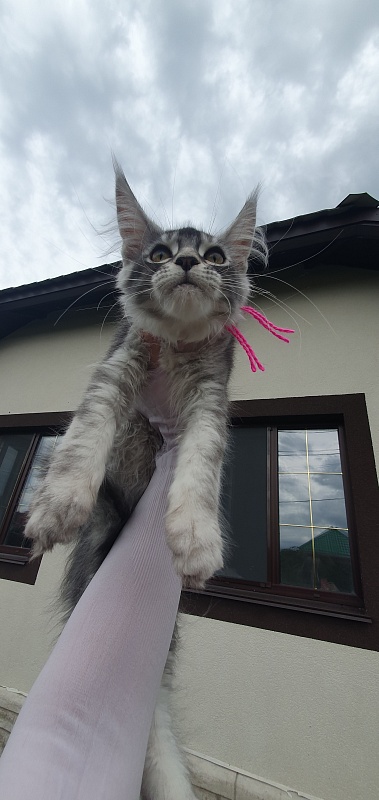 Brilla Akbars - Kitten maine-coon 3 months 1.5 week