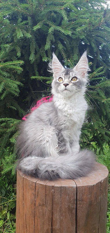 Brilla Akbars - Kitten maine-coon 3 months 1.5 week