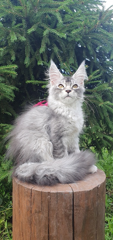 Brilla Akbars - Kitten maine-coon 3 months 1.5 week