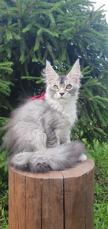 Brilla Akbars - Kitten maine-coon 3 months 1.5 week