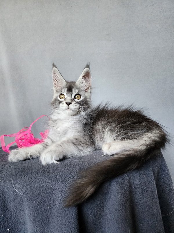Brilla Akbars - Kitten maine-coon 2 months 1 week