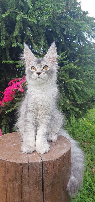 Brilla Akbars - Kitten maine-coon 3 months 1.5 week