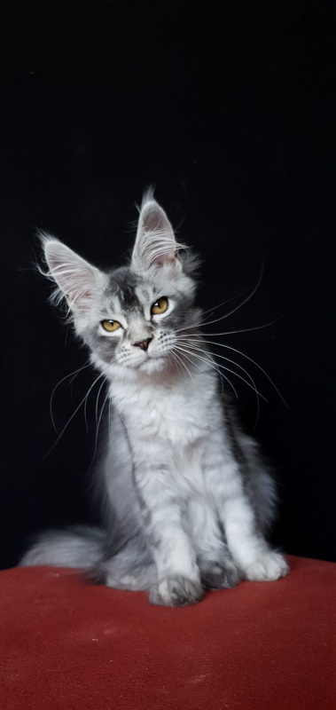 Brilla Akbars - Kitten maine-coon 3 months 3 weeks