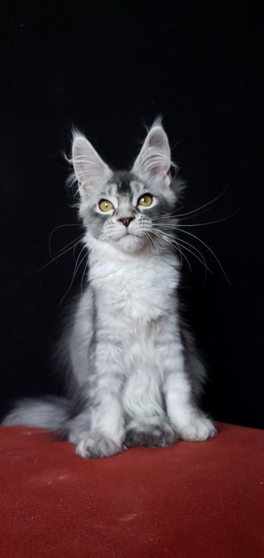 Brilla Akbars - Kitten maine-coon 3 months 3 weeks
