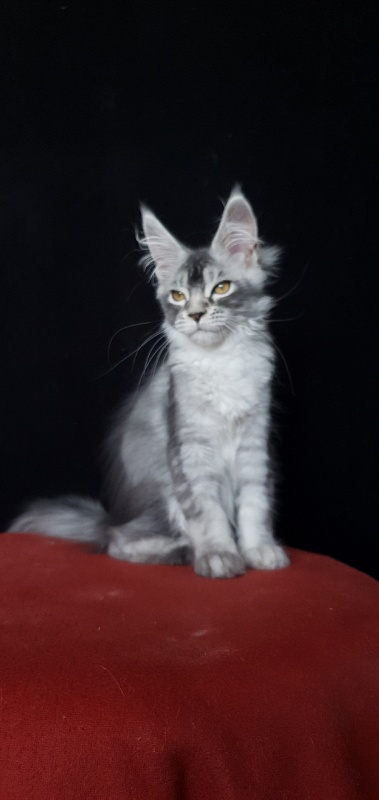 Brilla Akbars - Kitten maine-coon 3 months 3 weeks