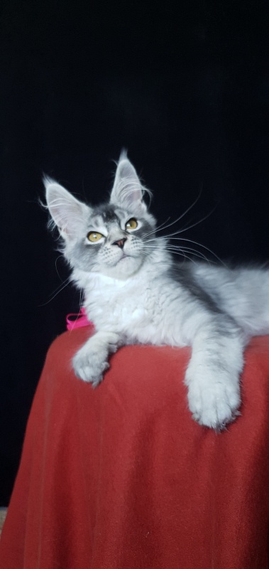 Brilla Akbars - Kitten maine-coon 3 months 3 weeks