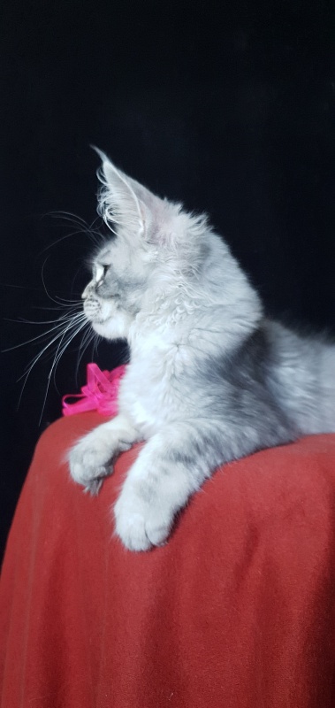 Brilla Akbars - Kitten maine-coon 3 months 3 weeks