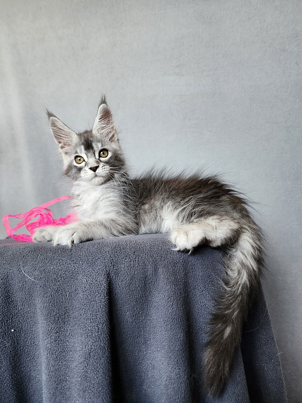 Brilla Akbars - Kitten maine-coon 2 months 1 week