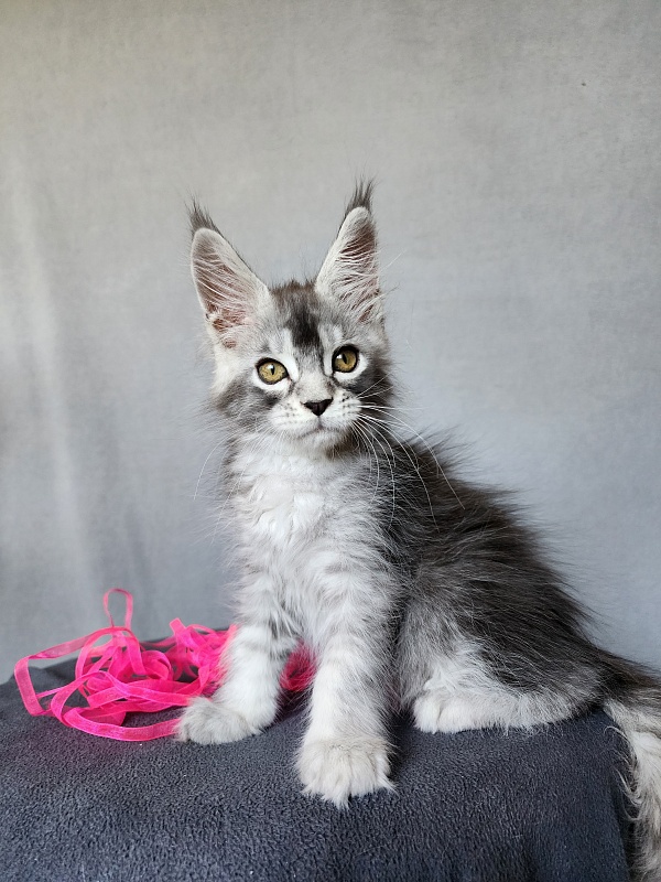 Brilla Akbars - Kitten maine-coon 2 months 1 week