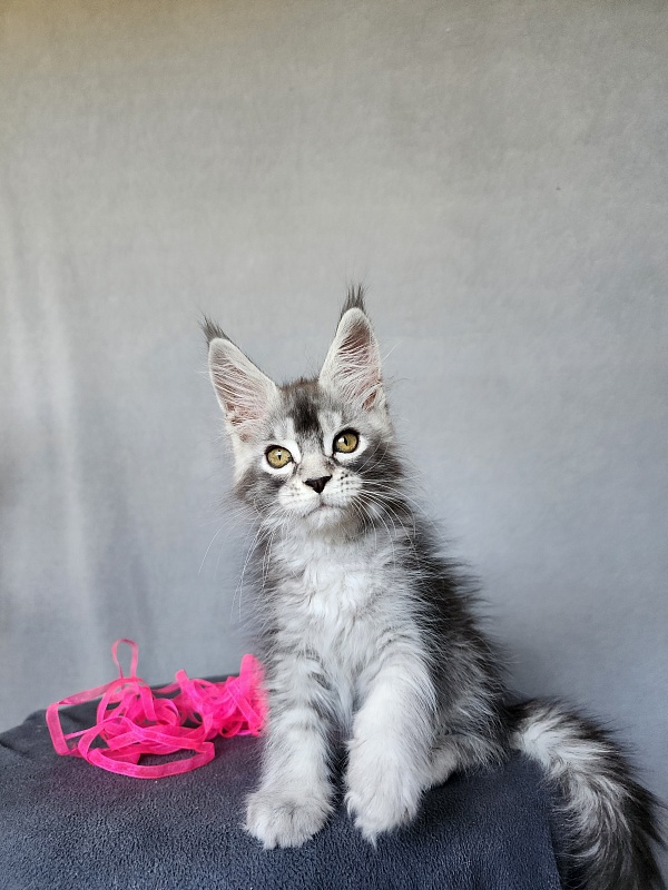Brilla Akbars - Kitten maine-coon 2 months 1 week