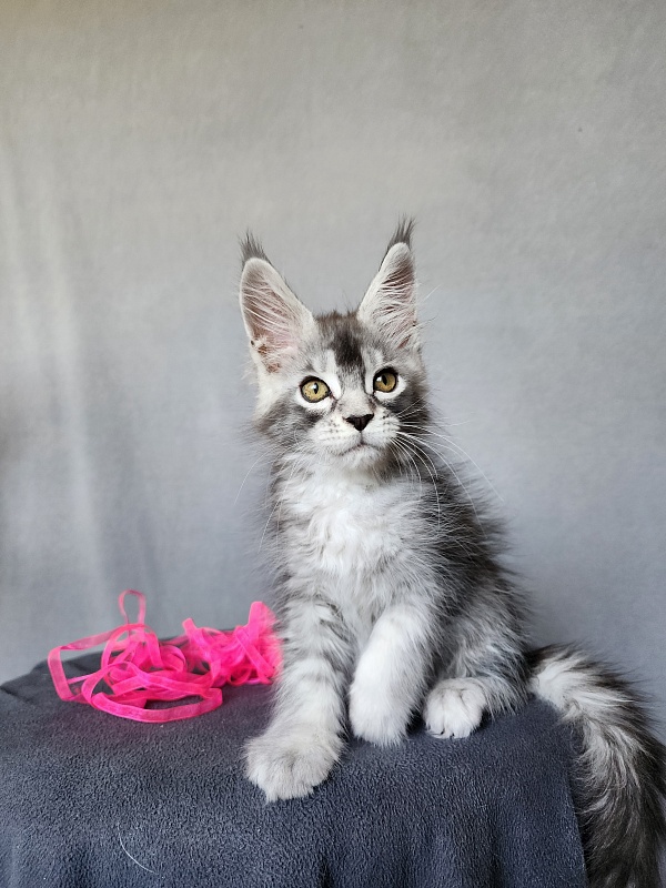 Brilla Akbars - Kitten maine-coon 2 months 1 week