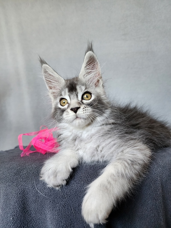 Brilla Akbars - Kitten maine-coon 2 months 1 week