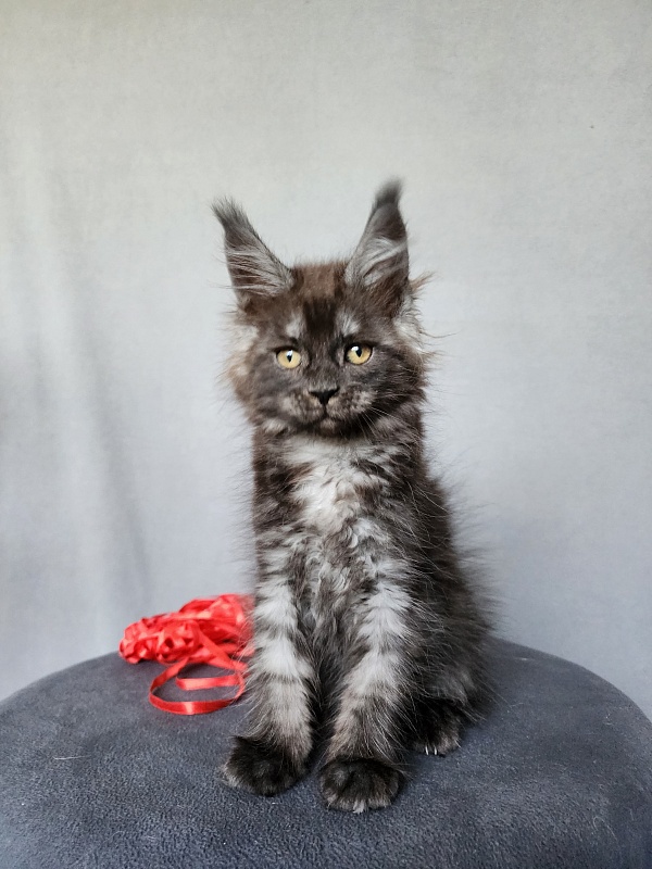 Bella Cat Akbars - Kitten maine-coon 2 months 1 week