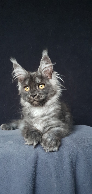 Bella Cat Akbars - Kitten maine-coon 3 months 1.5 week