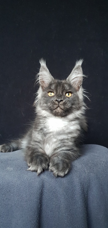 Bella Cat Akbars - Kitten maine-coon 3 months 1.5 week