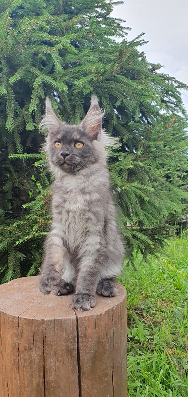 Bella Cat Akbars - Kitten maine-coon 3 months 1.5 week