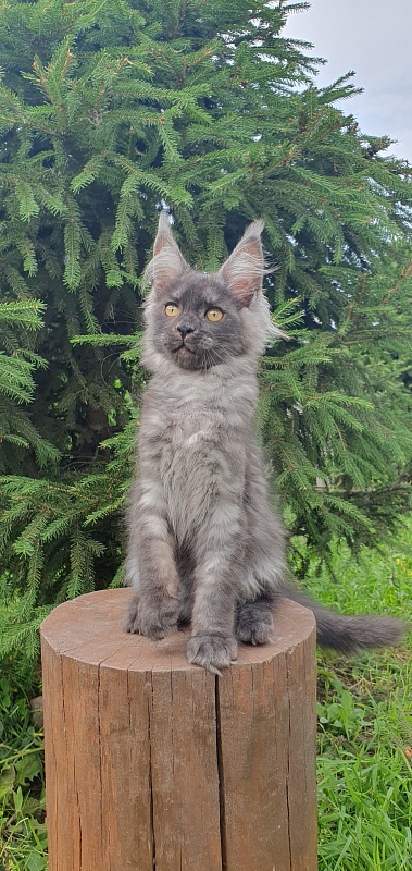 Bella Cat Akbars - Kitten maine-coon 3 months 1.5 week