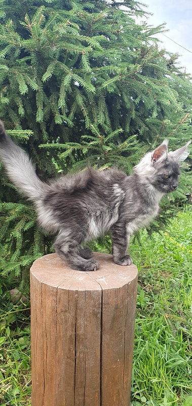 Bella Cat Akbars - Kitten maine-coon 3 months 1.5 week