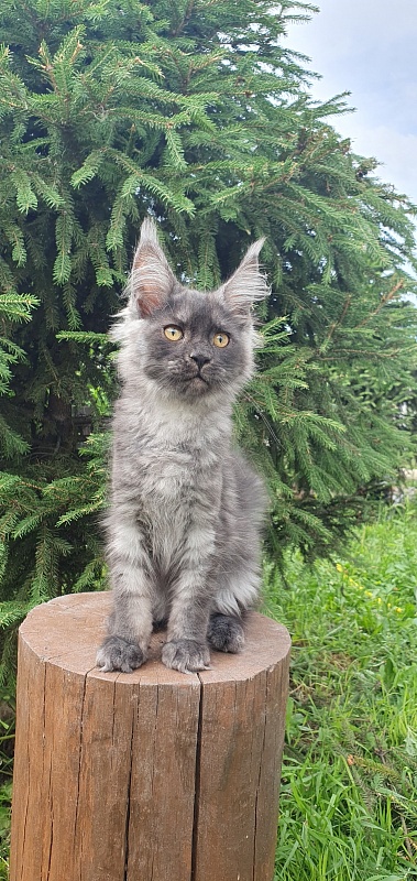 Bella Cat Akbars - Kitten maine-coon 3 months 1.5 week