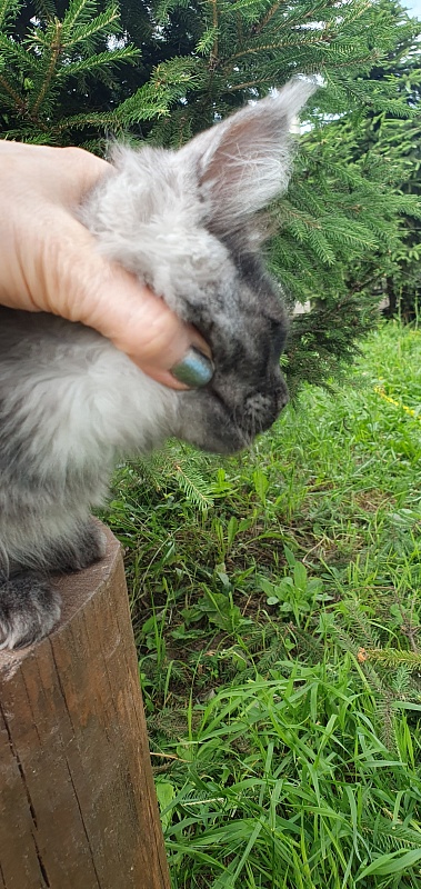 Bella Cat Akbars - Kitten maine-coon 3 months 1.5 week