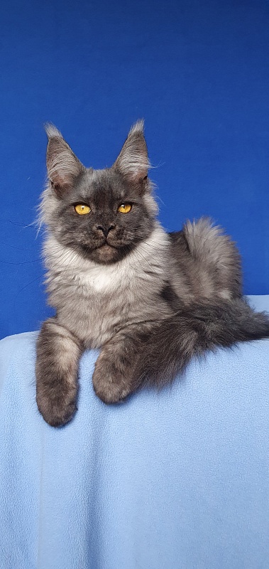 Bella Cat Akbars - Kitten maine-coon 5 months