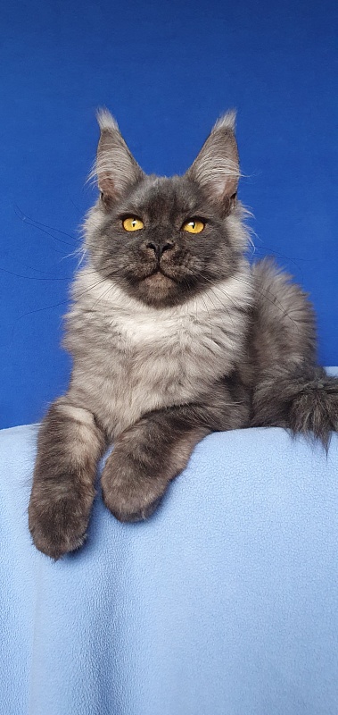 Bella Cat Akbars - Kitten maine-coon 5 months