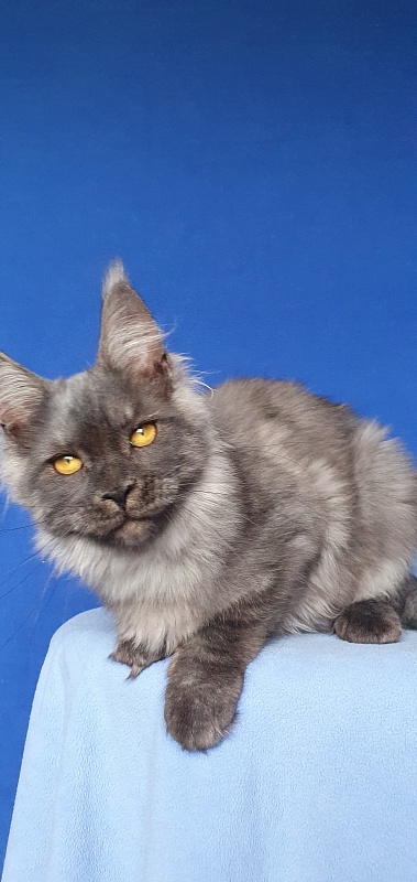Bella Cat Akbars - Kitten maine-coon 5 months