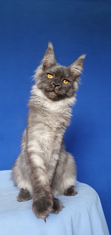 Bella Cat Akbars - Kitten maine-coon 5 months