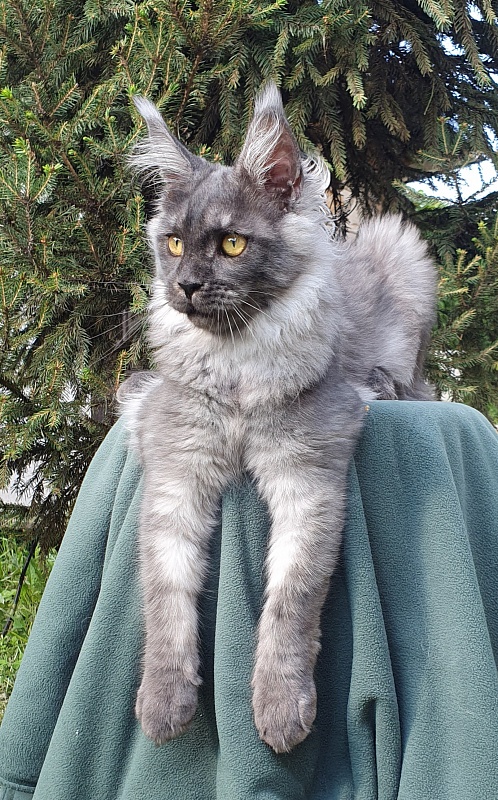 Bella Cat Akbars - Kitten maine-coon 5.5 months