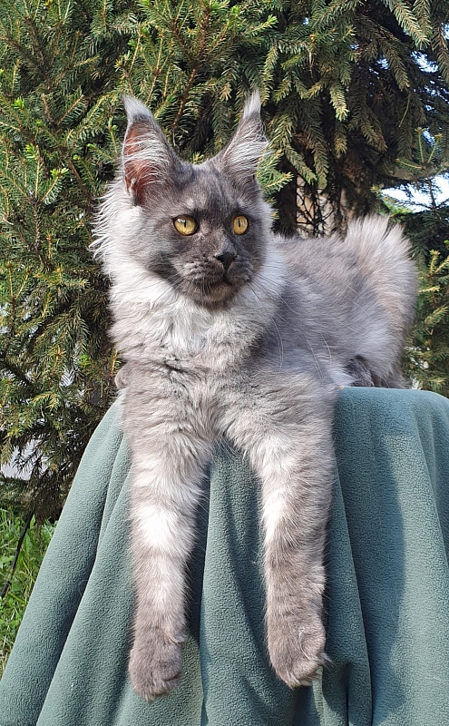 Bella Cat Akbars - Kitten maine-coon 5.5 months