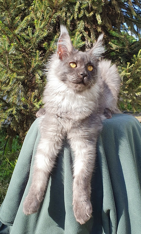 Bella Cat Akbars - Kitten maine-coon 5.5 months
