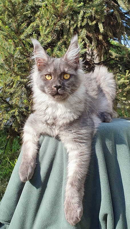 Bella Cat Akbars - Kitten maine-coon 5.5 months